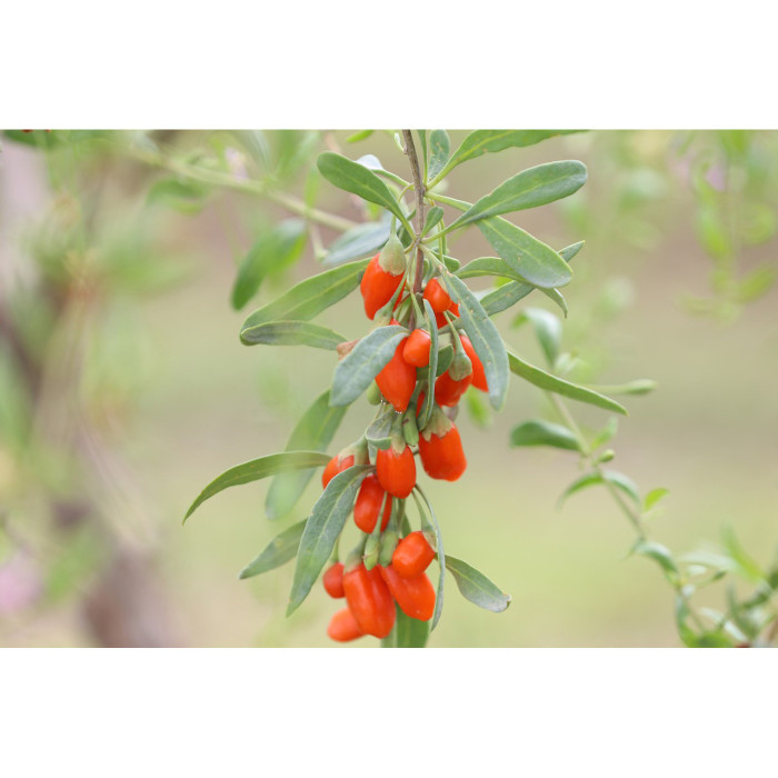 Goji Gojidelys®