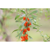 Goji Gojidelys®