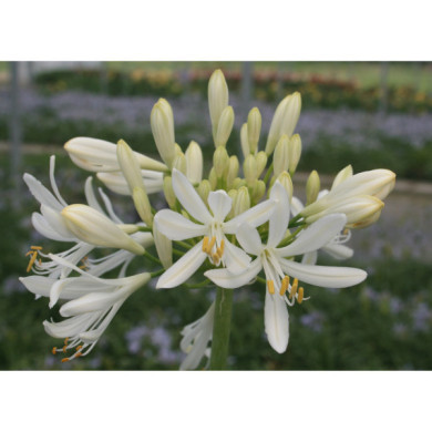 Agapanthus 'White Baby'