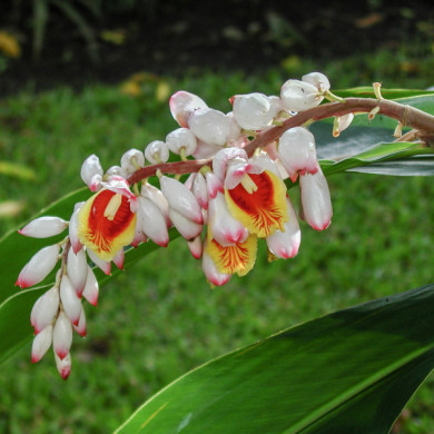 Alpinia galangua