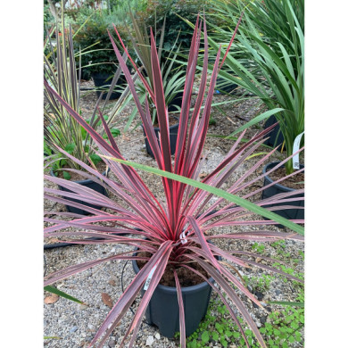 Cordyline australis Charly Boy® ric01