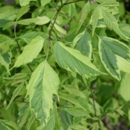 Acer negundo 'Aureomarginatum'