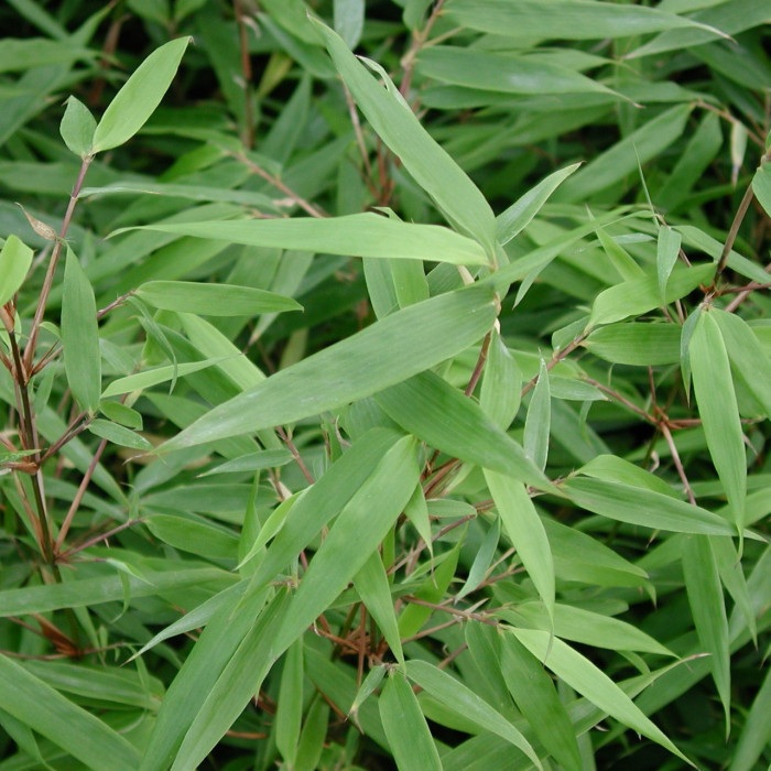 Fargesia rufa