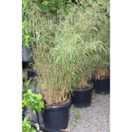 Fargesia rufa