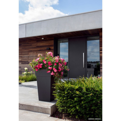 Rosier pleureur DECOROSIERS® Emera®