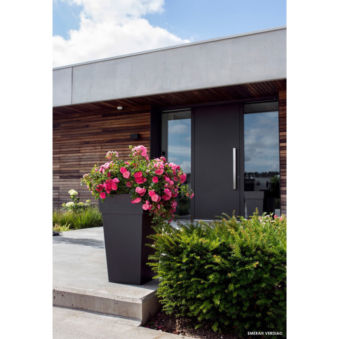 Rosier pleureur DECOROSIERS® Emera®