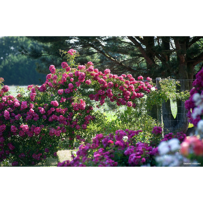 Rosier pleureur DECOROSIERS® Emera®