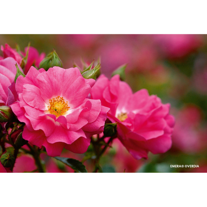 Rosier pleureur DECOROSIERS® Emera®