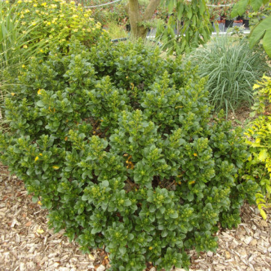 Escallonia laevis Pink Elle® 'lades'