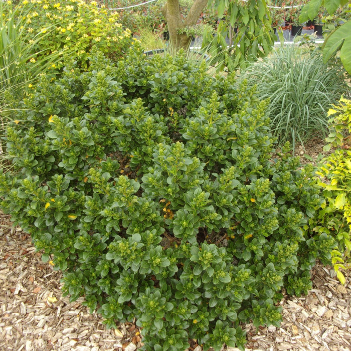 Escallonia laevis Pink Elle® 'lades'