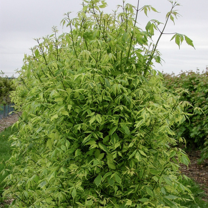 Acer negundo 'Aureomarginatum'