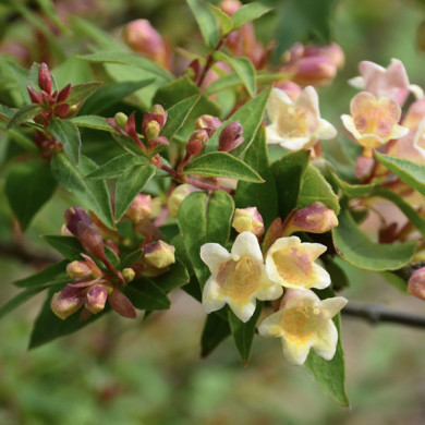 Abelia x grandiflora Sunny charm® minduo1