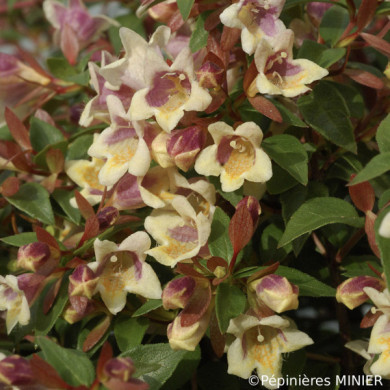 Abelia x grandiflora Sunny charm® minduo1