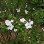 Rubus 'Benenden'