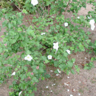 Rubus 'Benenden'