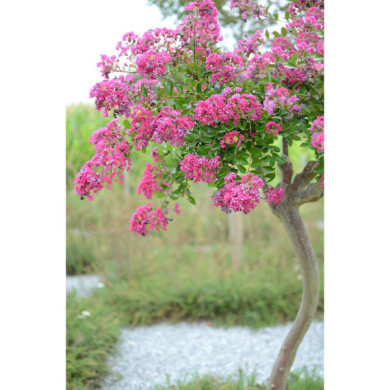 Lagerstroemia indica Mimie® fuchsia dablage01