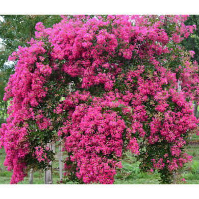 Lagerstroemia indica Mimie® fuchsia dablage01