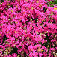 Lagerstroemia indica Mimie® fuchsia dablage01