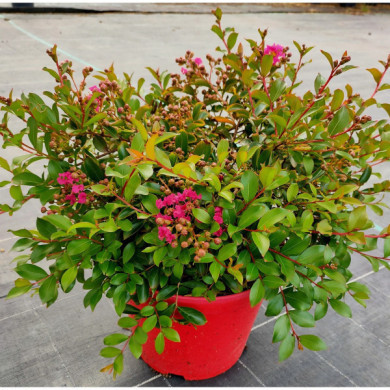 Lagerstroemia indica Mimie® fuchsia dablage01