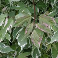 Acer negundo 'Flamingo'