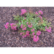 Lagerstroemia indica Mimie® fuchsia dablage01