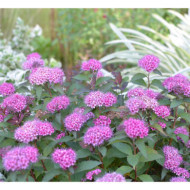 Spiraea japonica 'Davrou01' MERLO® GREEN