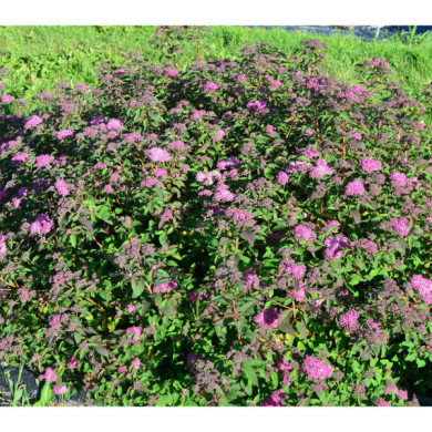 Spiraea japonica 'Davrou01' MERLO® GREEN