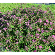 Spiraea japonica 'Davrou01' MERLO® GREEN