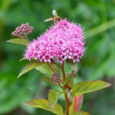 Spiraea japonica 'Davrou01' MERLO® GREEN