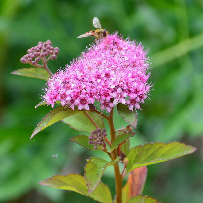 Spiraea japonica 'Davrou01' MERLO® GREEN