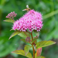 Spiraea japonica 'Davrou01' MERLO® GREEN