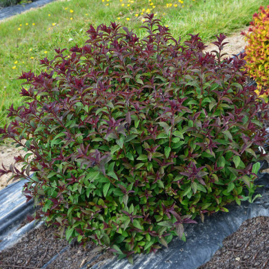 Spiraea japonica 'Davrou01' MERLO® GREEN