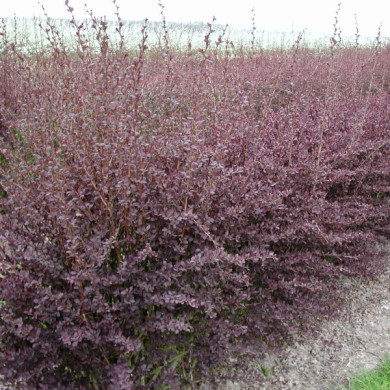 Berberis x ottawensis 'Auricoma'