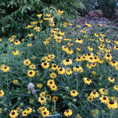 Rudbeckia fulgida 'Goldsturm'