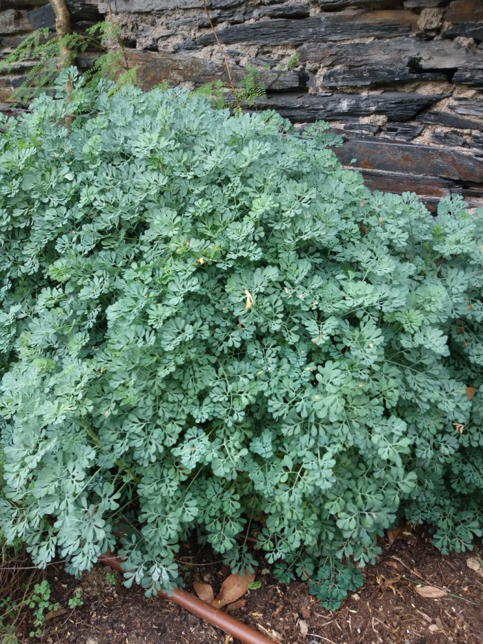 Ruta graveolens