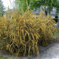 Berberis x stenophylla