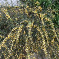 Berberis x stenophylla