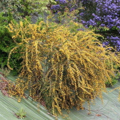 Berberis x stenophylla