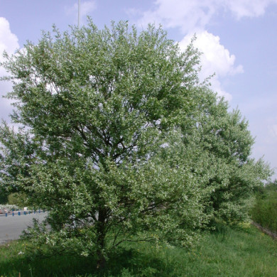 Salix alba 'Sericea'