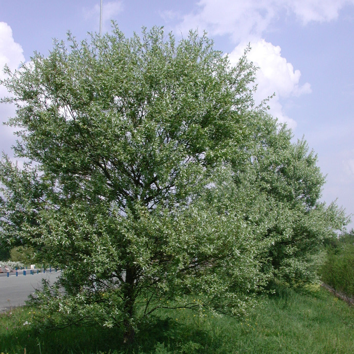Salix alba 'Sericea'