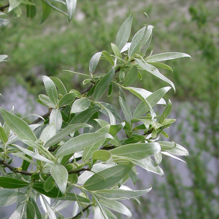 Salix alba 'Sericea'