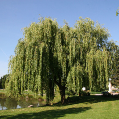 Salix x sepulcralis 'Chrysocoma'