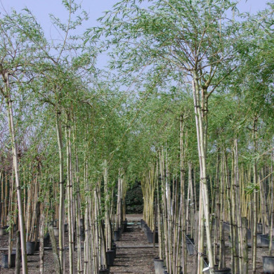 Salix x sepulcralis 'Chrysocoma'