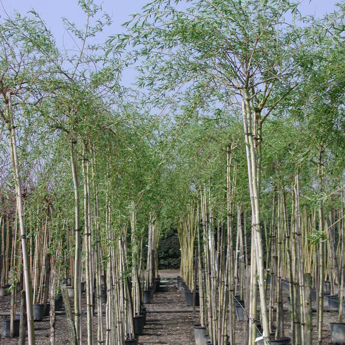 Salix x sepulcralis 'Chrysocoma'