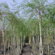 Salix x sepulcralis 'Chrysocoma'