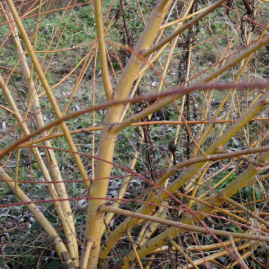 Salix x sepulcralis 'Chrysocoma'