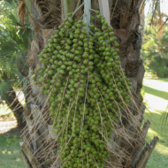 Butia capitata