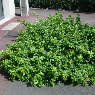 Euonymus fortunei 'Dart's Blanket'