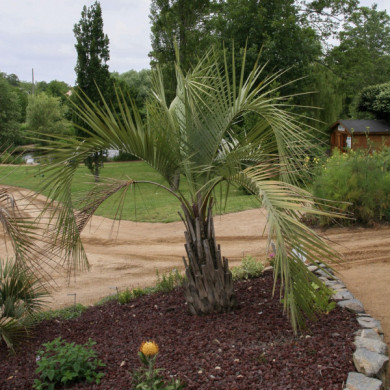 Butia capitata