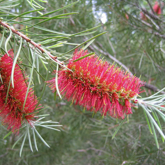 Callistemon rigidus